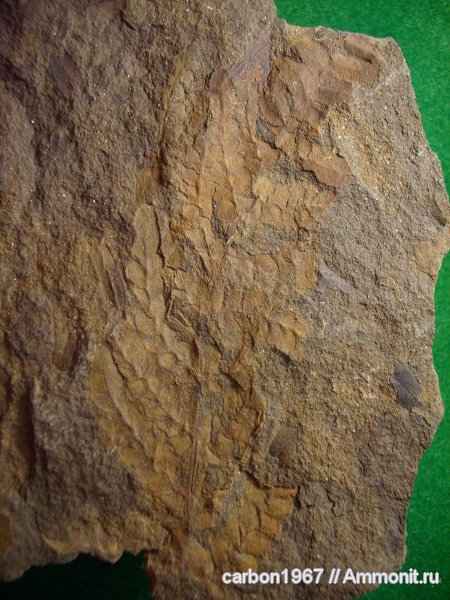 карбон, растения, Neuropteris, Neuropteris heterophylla