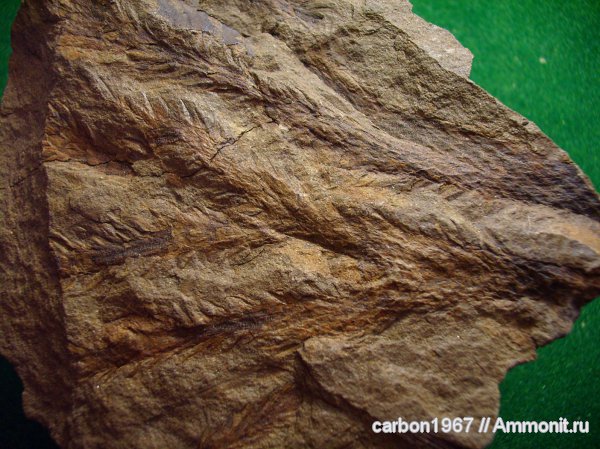 карбон, растения, лепидофиты, Lepidodendron