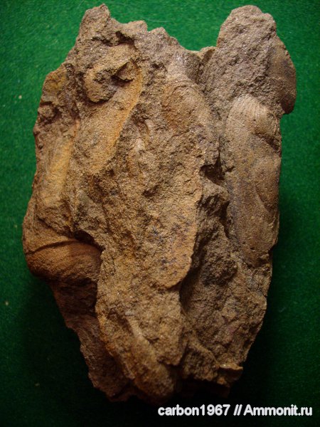 моллюски, карбон, двустворчатые моллюски