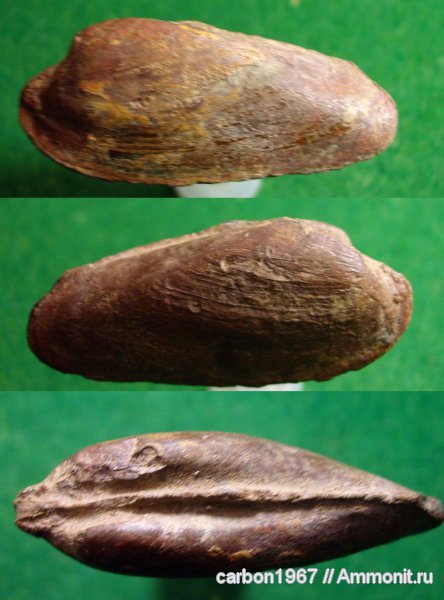 моллюски, карбон, двустворчатые моллюски