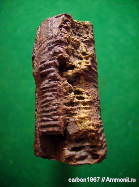 карбон, растения, кордаиты