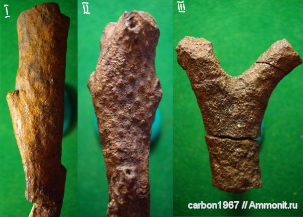 карбон, растения, лепидофиты, Lepidodendron