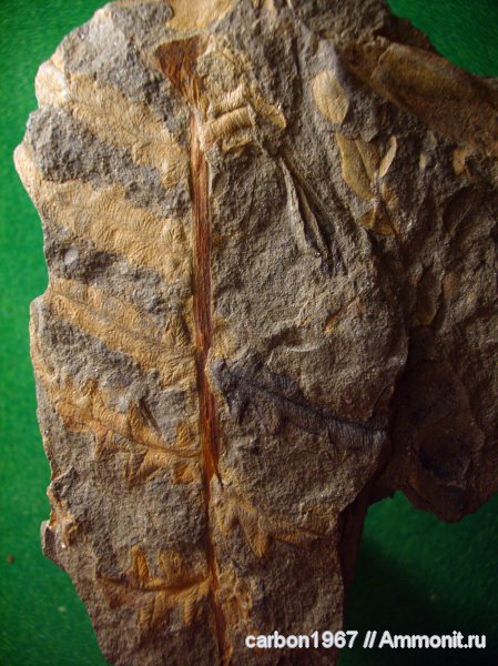 карбон, растения, птеридоспермы