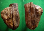 черешок вайи папоротника Psaronius sp. с фрагментом древесины.