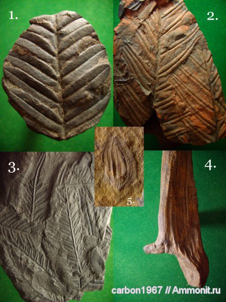 карбон, растения, птеридоспермы, Alethopteris