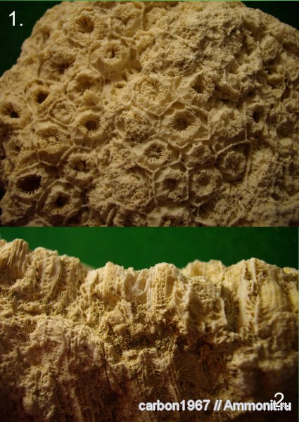 карбон, кораллы, Petalaxis