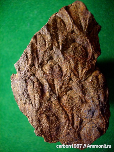 Lepidodendron obovatum, Lepidodendron