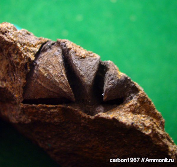 брахиоподы, карбон