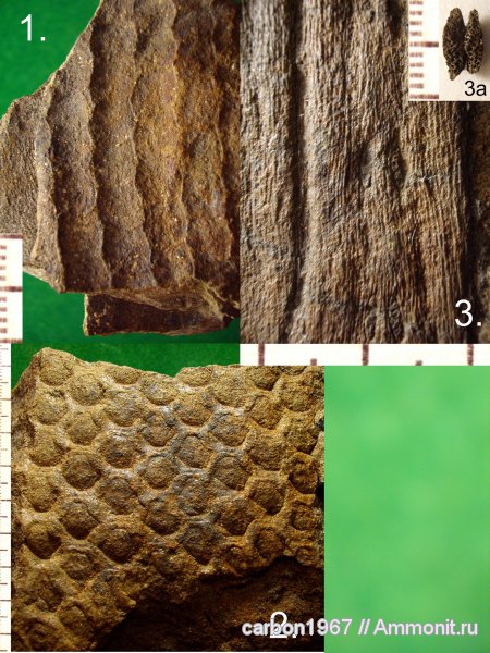 карбон, растения, лепидофиты, сигиллярии