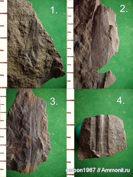 карбон, растения, лепидофиты