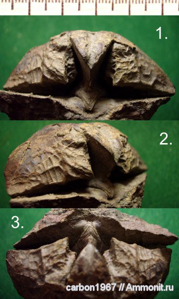 брахиоподы, карбон, Spiriferida