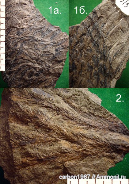 карбон, растения, лепидофиты, Lepidodendron