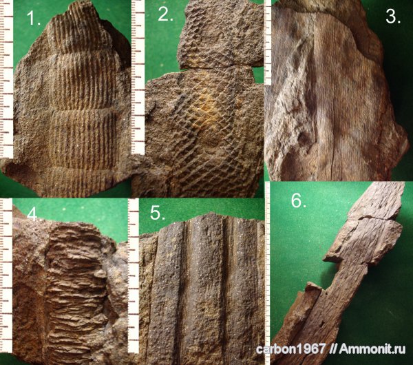 карбон, растения