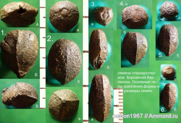 карбон, растения, птеридоспермы