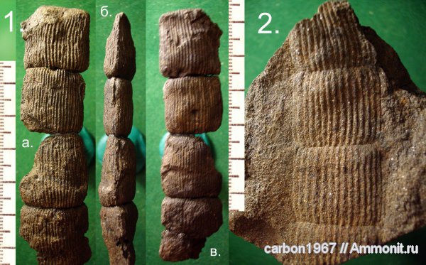 карбон, растения, членистостебельные, Calamites