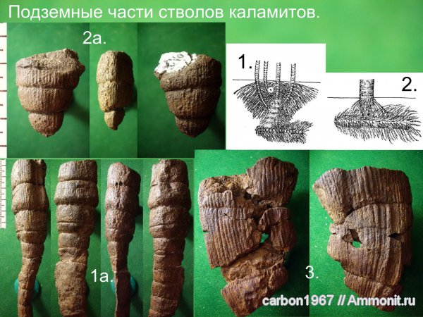 карбон, растения, Calamites, Stylocalamites, Eucalamites