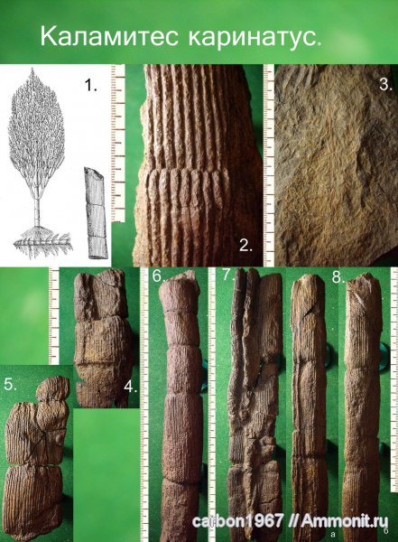 карбон, растения, членистостебельные, Calamites