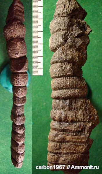 карбон, растения, членистостебельные, Calamites