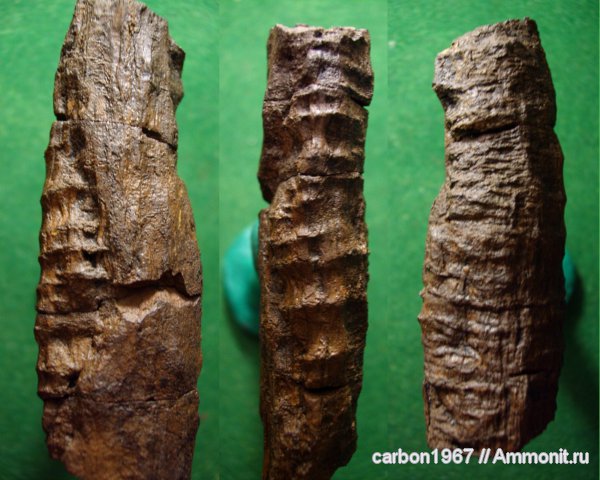 карбон, насекомые, ихнофоссилии