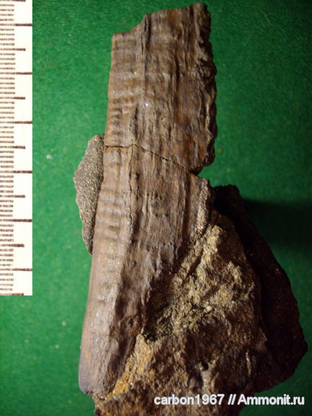 карбон, растения