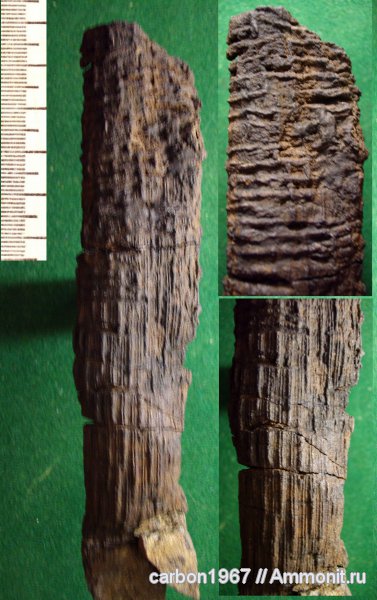 карбон, растения, хвойные
