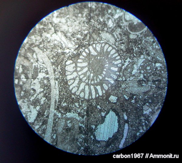 фораминиферы