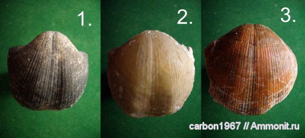 Choristites, Spiriferida