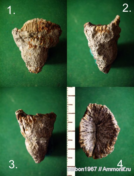 юра, кораллы, Jurassic