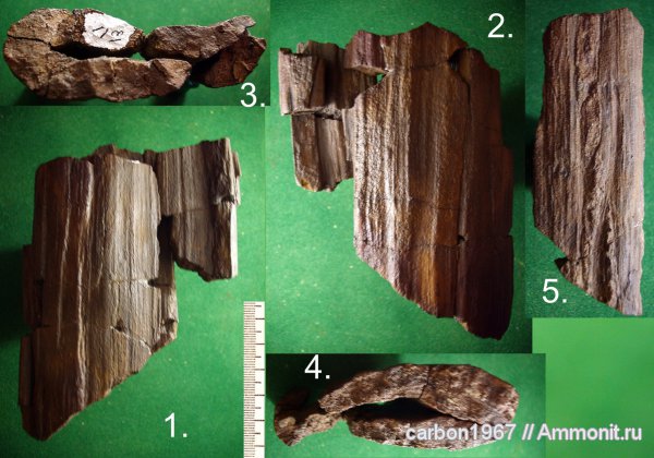 карбон, растения, кордаиты