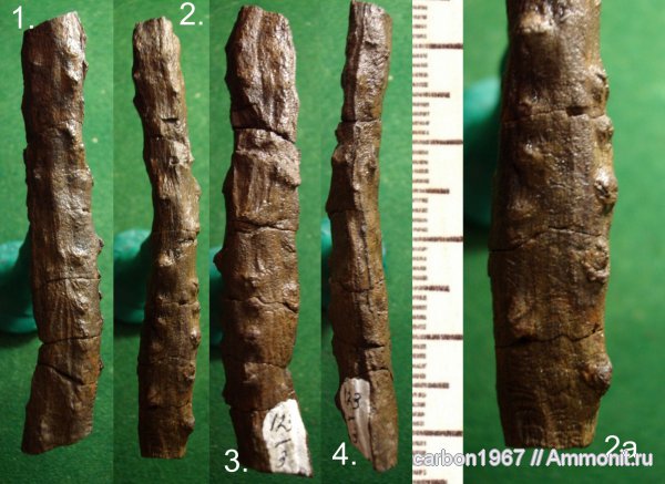 карбон, растения, Cordaites