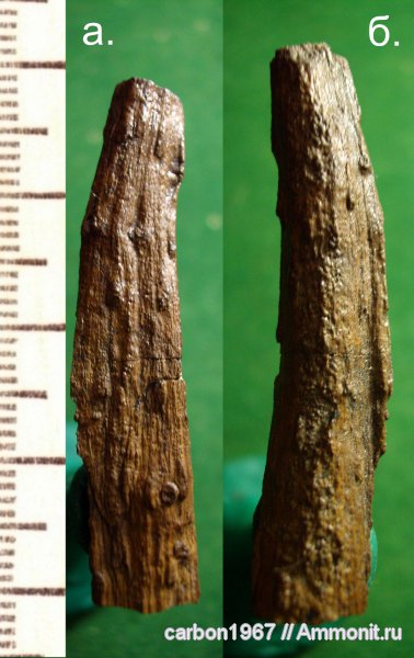 карбон, растения, хвойные