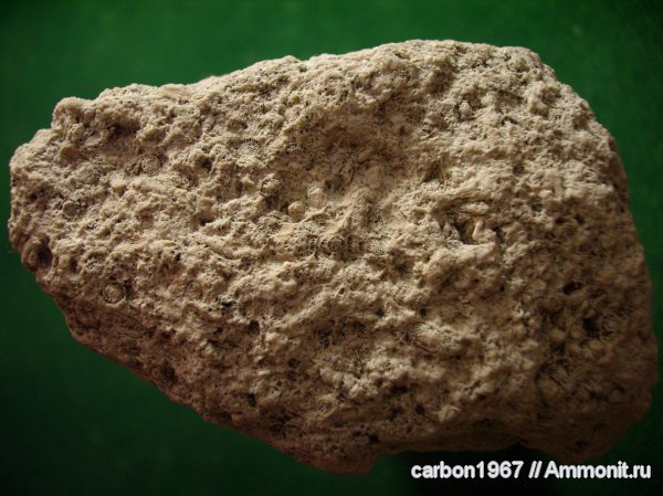 карбон, фораминиферы, Fusulina