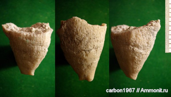 карбон, кораллы