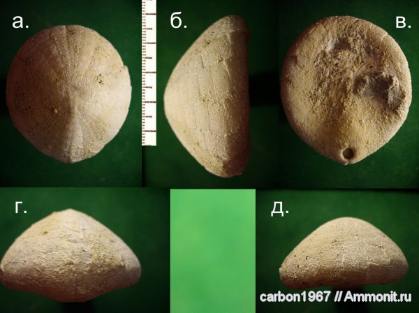 морские ежи, мел, Echinocorys, Cretaceous