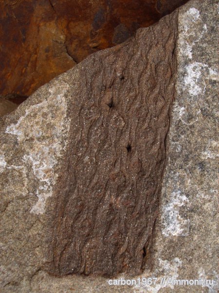 карбон, растения, лепидофиты