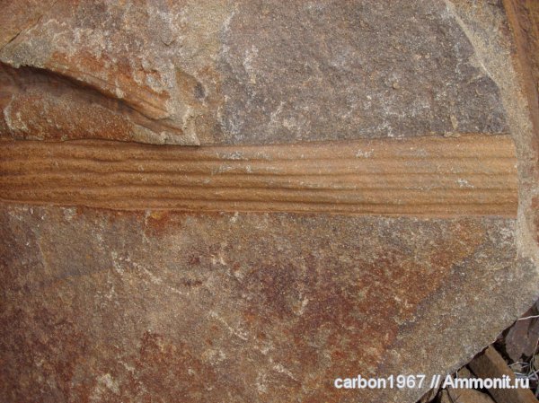 карбон, растения, лепидофиты