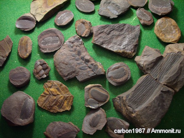 карбон, растения, ихнофоссилии