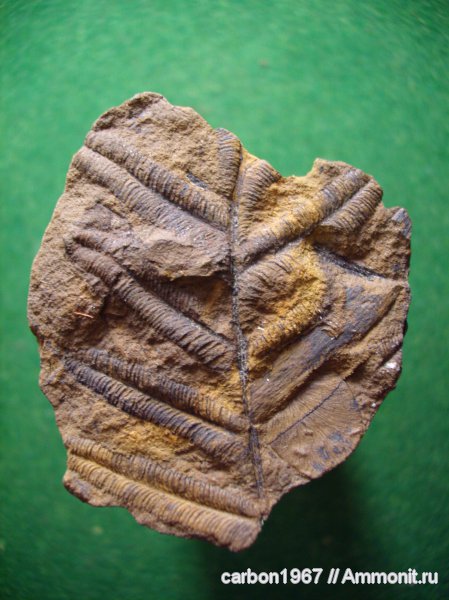 карбон, растения, Alethopteris