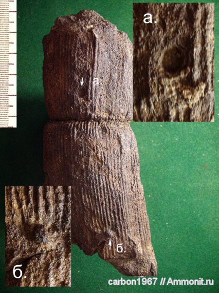 карбон, насекомые, ихнофоссилии