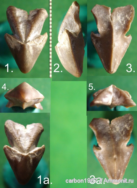 аммониты, мел, ринхолиты, Ammonites, Cretaceous