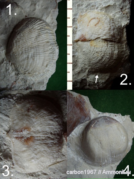 брахиоподы, карбон, Admoskovia, Productida