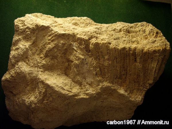 карбон, кораллы, Petalaxis