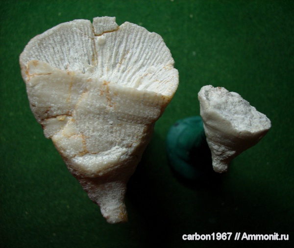 карбон, кораллы, ругозы