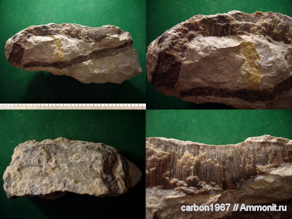 моллюски, Inoceramus, мел-палеоген