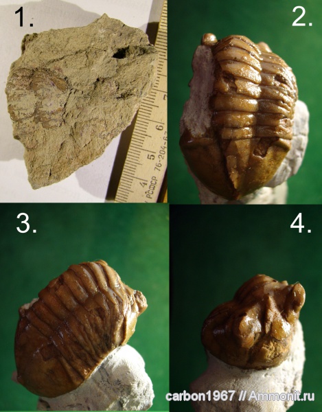 трилобиты, ордовик, Asaphus, Ordovician