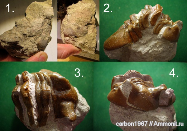 трилобиты, ордовик, Asaphus, Ordovician