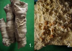 Коралл Aulopora sp.разница ~ 80 миллионов лет.