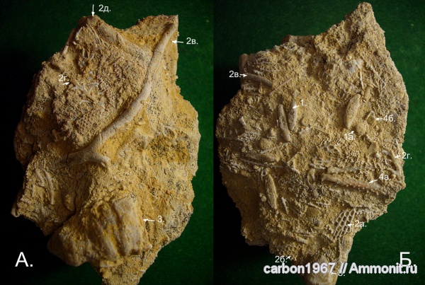 иглокожие, мшанки, кораллы, фораминиферы