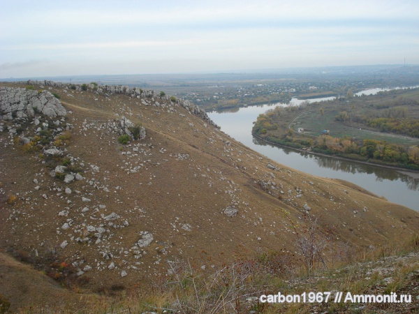 карбон, растения, насекомые