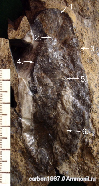 карбон, беспозвоночные